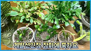 게발선인장 여름(장마, 폭염)에 이렇게 키우면 한방에 훅가요!!