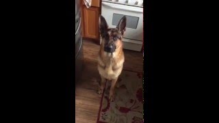 German Shepherd Is Hungry