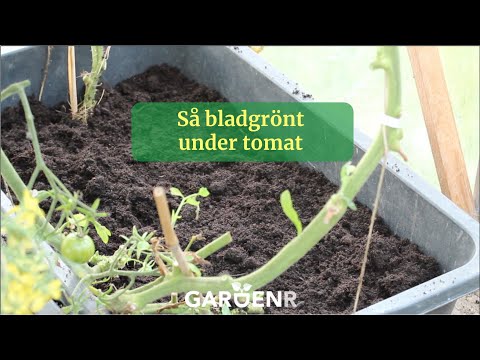 , title : 'Så bladgrönt under tomat - Trädgårdshacks med GardenR'