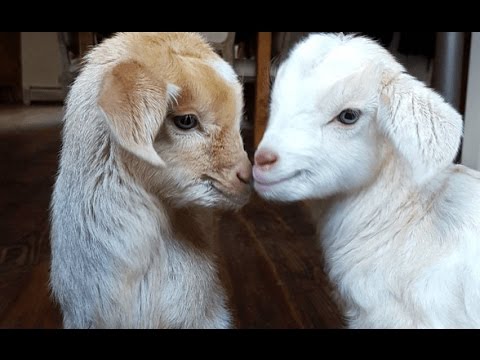 , title : 'CUTE BABY GOATS | Funny Newborn Goats'