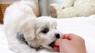 ハーフ犬の動画01