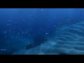 Finding Nemo Whale