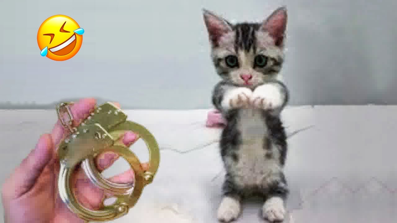 These hilarious creatures will crack you up like never before 😂