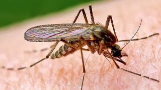 SİVRİSİNEKTEKİ MUHTEŞEM YARATILIŞ DELİLLERİ