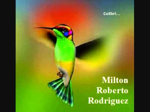 Milton Roberto Rodriguez - Colibri