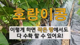 호랑이콩 이렇게 하면 작은 땅에서도 다 수확 할 수 있어요!  주말농장 호랑이콩 가꾸기.
