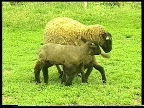 Birka féregtelenito. Helminthológiai kérdések