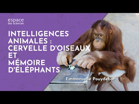 Download Emmaulla Elephant 3gp Mp4 Codedwap