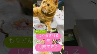 じゃらされる🐱#猫 #猫動画 #猫好き #ねこ #ねこ動画 #猫じゃらし#猫かわいい #可愛い猫#癒し動画#猫の日常 #猫好きさんと繋がりたい#猫のいる暮らし#cat #cats #catlover