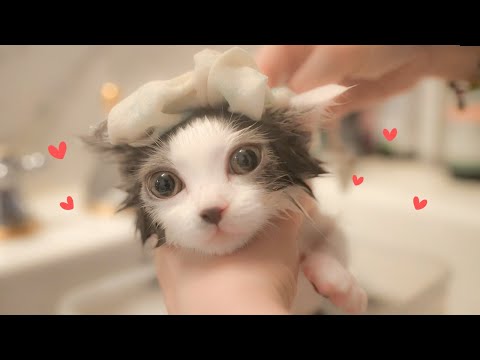 첫목욕 아기 고양이
