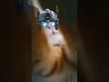 Does your cat purr like a transformer? #cat #pet  #shorts