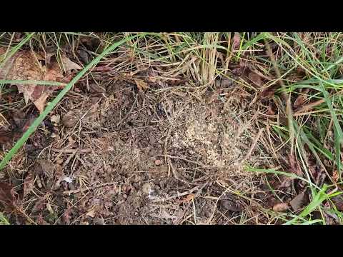 Colony of Pavement Ants Found Under a Rock in Woodbridge, NJ