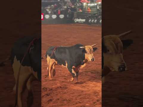 Touro "ACESSO NEGADO" - DESAFIO DO BEM em BARRETOS 2024 🔥 #shorts #rodeio #barretos