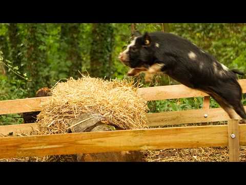 These Pigs can Jump! – Pig Race Finals!