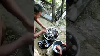 Download lagu Hari ini Panen Kerang atau biak kodok papua mp3 Download lagu Hari ini Panen Kerang atau biak kodok papua mp3