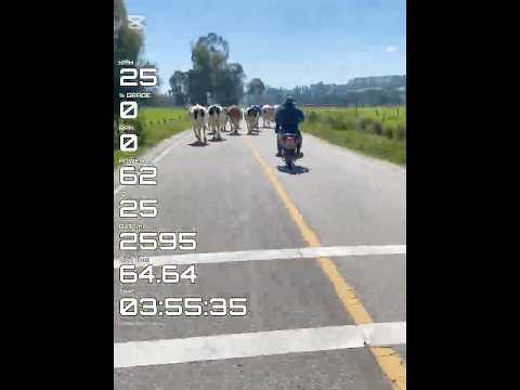 Planada de #Sotaquirá, - (Tunja - Iguaque, Chíquiza - Sotaquirá - Tunja.) #cycling #mtb #ganado