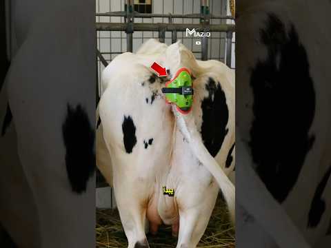 لن تتوقع وظيفة هذا الجهاز الأخضر في ذيل البقرة!