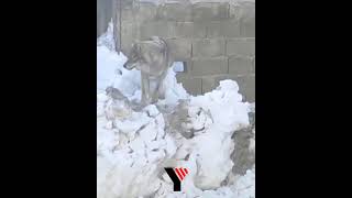 Yüksekova Merkezine İnen Kurt 3 Gündür Vatandaşları Tedirgin Ediyor:Ekipler Sokak Sokak Kurdu Arıyor