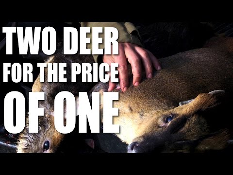 Two deer for the price of one Two deer for the price of one