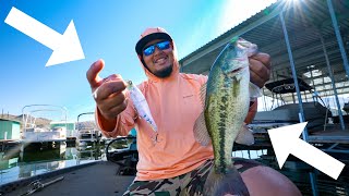 This Japanese Topwater Bait Drives Fish Crazy!! The Whiplash Drivin&#39; Wire!!