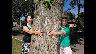 Community 'duped' into believing West LRT has little impact: Glenora residents