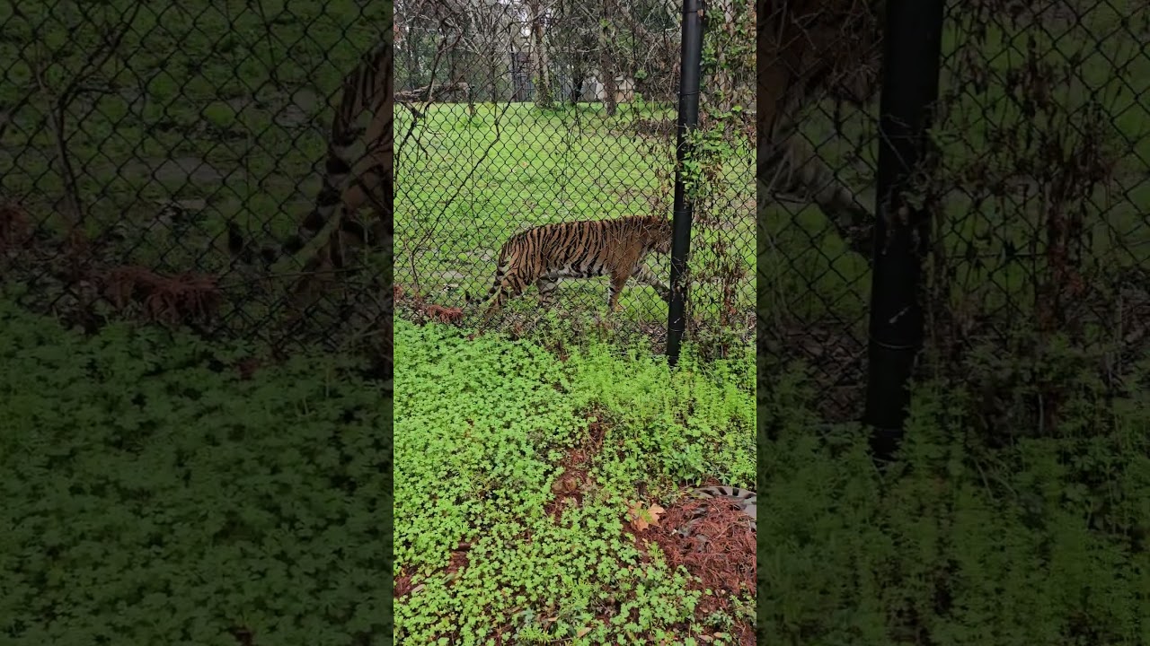 YOU SEE IT👀👀  #TIGER #RAW FOOTAGE #viralshorts #animals #wild  #country