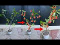 Amazing Macopa​ tree grafting technique​​ Cut branches, plant in pots, get fruit easily 100% success