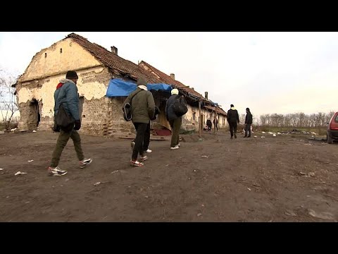 Serbian authorities clear illegal immigrant camp on Hungary border