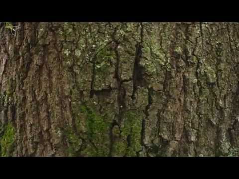 White-breasted Nuthatch foraging on tree trunk