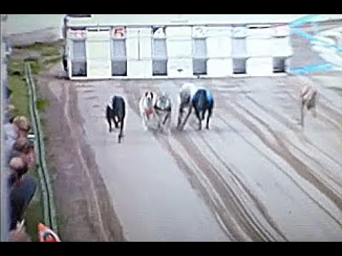 Welsh Greyhound Derby Final 2023