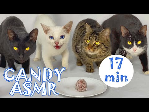 My 6 cats eating CAT SWEETS please share videos