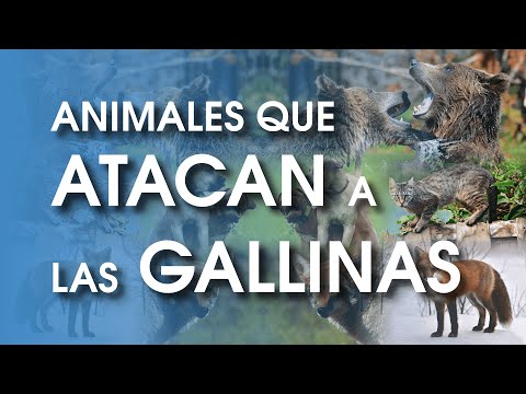 , title : 'Que animales atacan a las gallinas 🐔 | Depredadores'