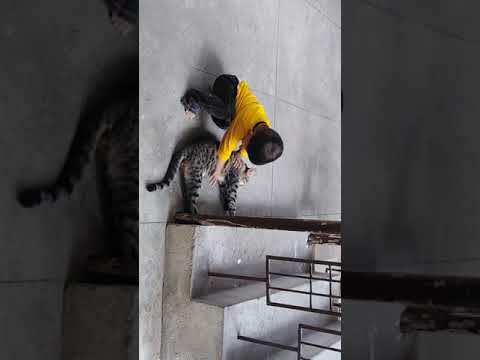 Armaghan playing with cat