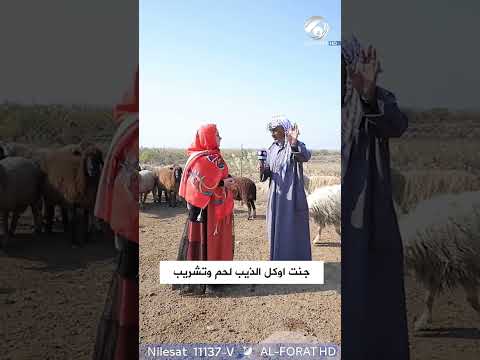 شاهد بالفيديو.. جنت اوكل الذيب لحم وتشريب