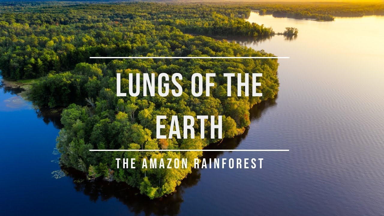Lungs of the Earth - The Amazon Rainforest Short Documentary