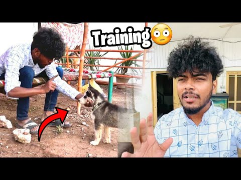 Dogs ki Training Shuru Hogai