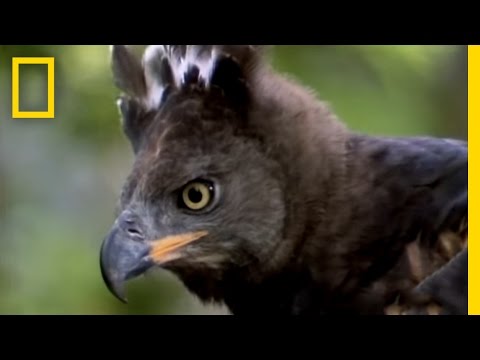 Eagle vs. Water Chevrotain | National Geographic