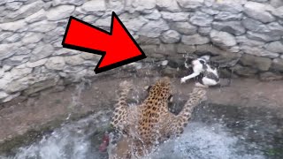 UNBELIEVABLE Wild Animal Encounters CAUGHT ON VIDEO!