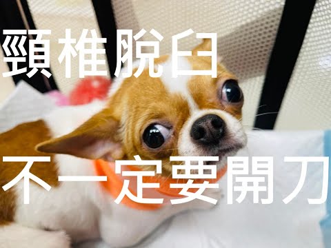 狗狗第一第二頸椎亞脫臼環樞椎脫臼免開刀護頸治療法