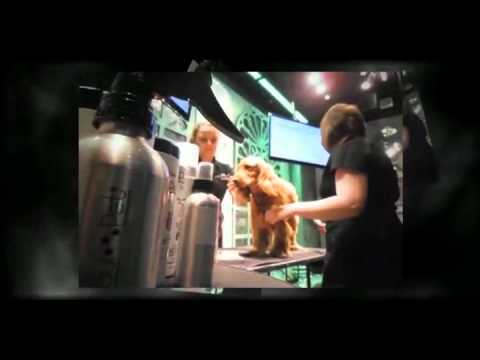 The Pet Spa at the Greatest Store in the World