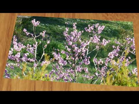 Predigt zum 23.05.2021 Pfingsten von Pfarrer Mathias Knoch mit dem Thema: Ich habe einen Namen