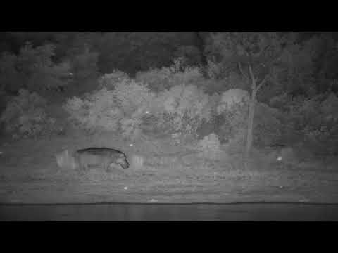 Djuma: Hippo leaving the dam - 18:35 - 11/04/2023
