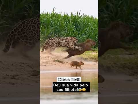 Não fosse gravado ninguém acreditava mesmo!😨