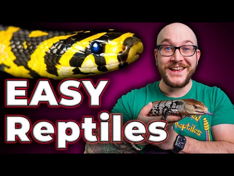 The 5 EASIEST Reptiles ANYONE Can Care For!