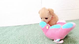 ハーフ犬の動画01