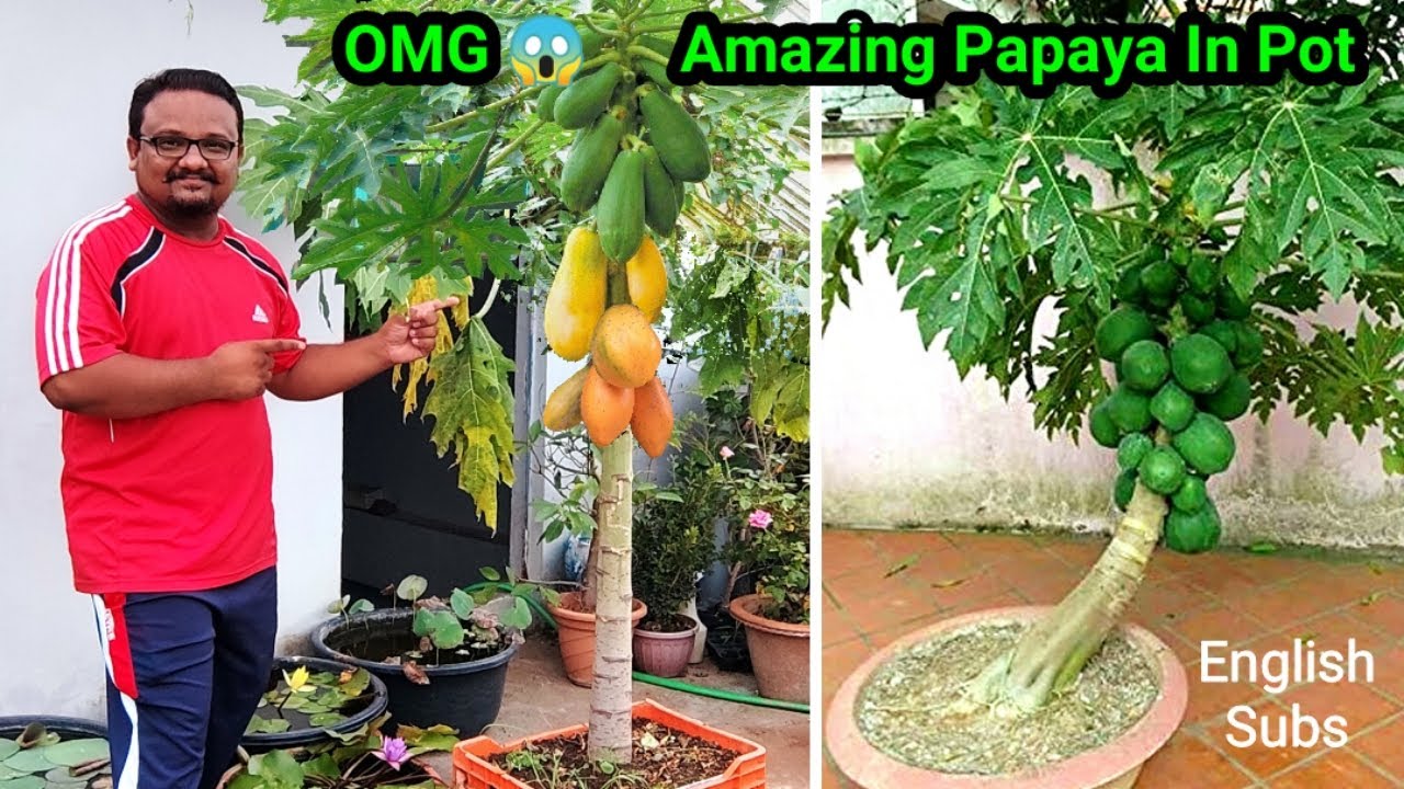 How To Grow Papaya In Pot And Get Lots Of Fruits | Awesome Papaya Cultivation Technique on Terrace