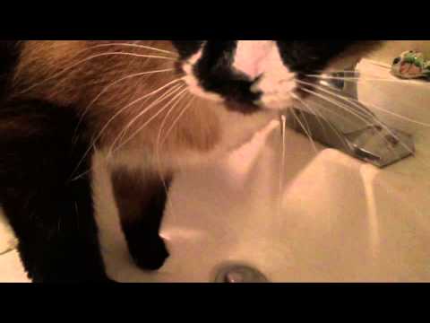 My Cat Loves Drinking Water From The Bathroom Faucet