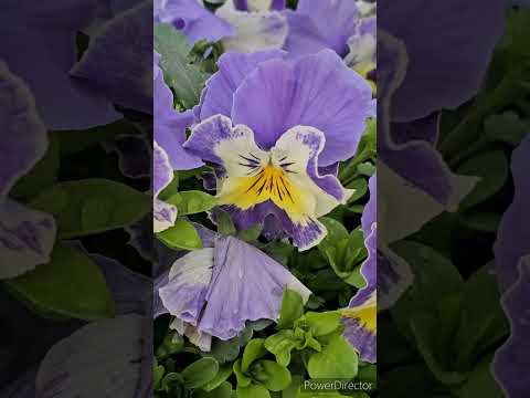 どの花が蝶を最も惹きつけるでしょうか?彼らの好きな色は何ですか?  庭園