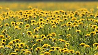 Connie Dover - Weston