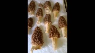 How to Clean Morel Mushrooms - 3 Easy Steps
